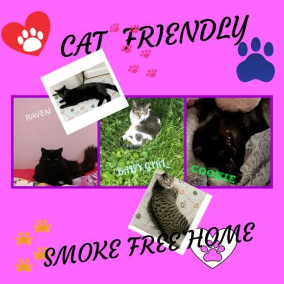 MEET MY POSH BUDDY BABY GIRL & RAVEN& COOKIE TIGGER MIDNIGHT - Picture 1 of 13